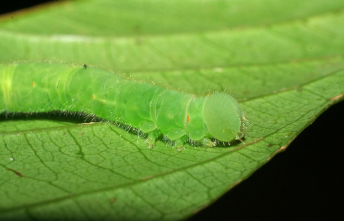Figura 24. Larva <i> Epitausa dilina</i>DHJ01 (Erebidae), color verde, posición lateral, mide 40 mm aproximadamente. Planta hospedera <i>Inga mortoniana</i>. (Fabaceae). Voucher: 08-SRNP-40007-DHJ441675.jpg.
