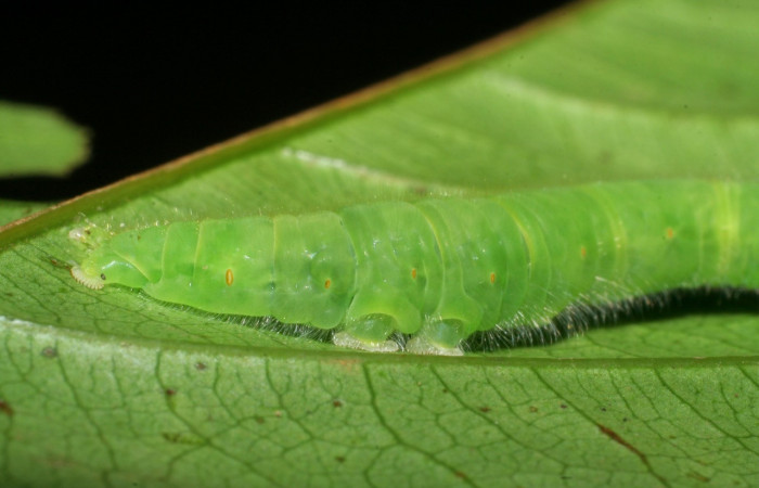 Figura 25. Larva <i> Epitausa dilina</i>DHJ01 (Erebidae), color verde, posición lateral, mide 40 mm aproximadamente. Planta hospedera <i>Inga mortoniana</i>. (Fabaceae). Voucher: 08-SRNP-40007-DHJ441677.jpg.