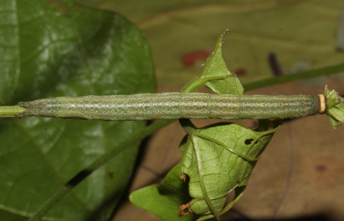 Figura 5. Larva <i>Epitausa atriplaga</i> (Erebidae), color verde amarillento, posición dorsal, mide 41 mm aproximadamente. Planta hospedera <i>Rhynchosia erythrinoides</i>. (Fabaceae). Voucher: 17-SRNP-31222-DHJ736848.jpg.