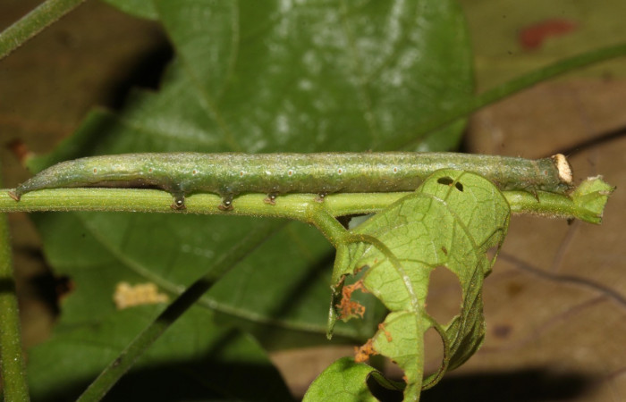 Figura 6. Larva <i>Epitausa atriplaga</i> (Erebidae), color verde amarillento, posición lateral, mide 41 mm aproximadamente. Planta hospedera <i>Rhynchosia erythrinoides</i>. (Fabaceae). Voucher: 17-SRNP-31222-DHJ736847.jpg.