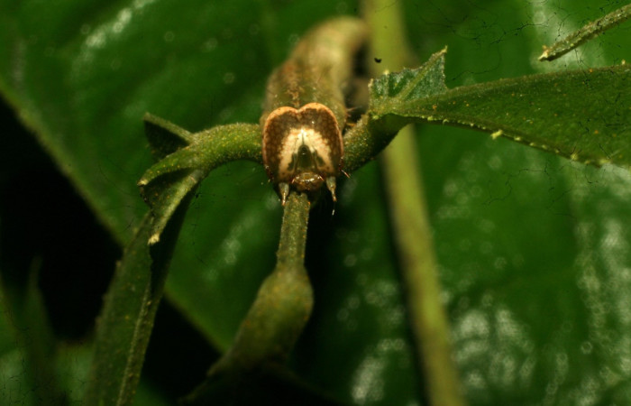 Figura 7. Larva <i>Epitausa atriplaga</i> (Erebidae), color verde, posición frontal, mide 45 mm aproximadamente. Planta hospedera <i>Rhynchosia erythrinoides</i>. (Fabaceae). Voucher: 11-SRNP-30761-DHJ481954.jpg.