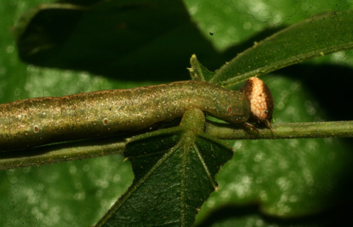 Figura 8. Larva <i>Epitausa atriplaga</i> (Erebidae), color verde, posición lateral frontal, mide 45 mm aproximadamente. Planta hospedera <i>Rhynchosia erythrinoides</i>. (Fabaceae). Voucher: 11-SRNP-30761-DHJ481956.jpg.