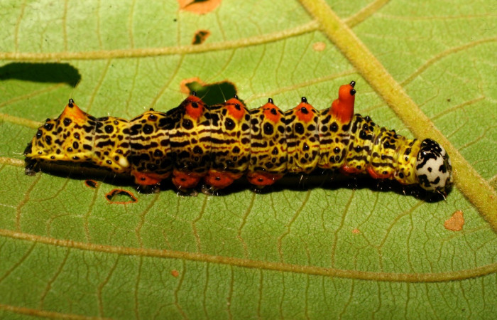 Fig. 17. Larva  de <i>Ianassa</i> druceiDHJ04 (Notodontidad), vista lateral donde se aprecia las protuberancias en su dorso, comiendo <i>Inga oerstediana</i> (Fabaceae). Voucher: 07-SRPN-24695-DHJ434162.