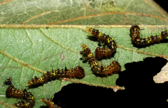 Fig. 14. Larva de <i>Ianassa</i> druceiDHJ04 (Notodontidae), al cambiar de estadío su piel se  expande para aumentar su tamaño, dejando la piel antigua, ademas su coloración varia en cada proceso. Voucher: 07-SRNP-33679-DHJ430861.