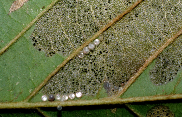 Fig. 11. Huevos eclosionados de  <i>Ianassa</i> druceiDHJ04 (Notodontidad), las larvas al nacer se alimentan del cascaron de los huevos ya que les aporta proteínas. Voucher: 07-SRNP-33679-DHJ430870.