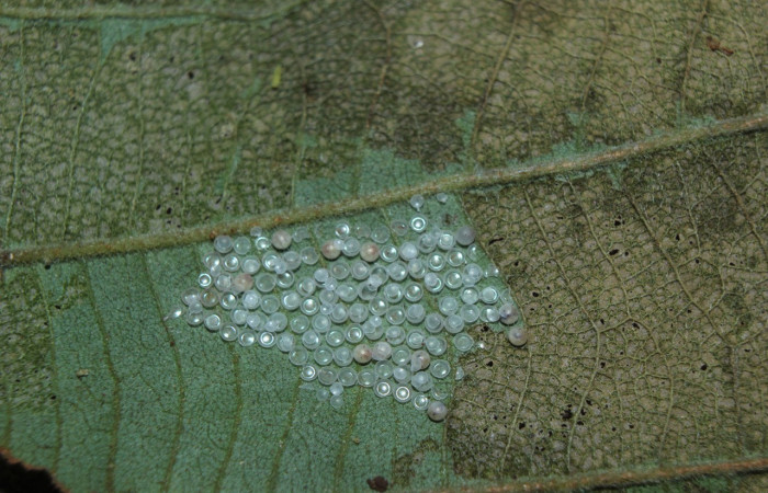 Fig. 10. Huevos eclosionados de  <i>Ianassa</i> druceiDHJ04 (Notodontidad), los huevos son puestos en el envés de la hoja de <i>Inga oerstediana</i> planta hospedera. Voucher: 14-SRNP-72054-DHJ26385.