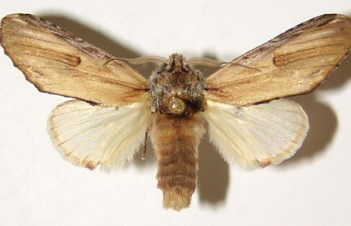 Fig. 5. Macho de <i>Ianassa</i> JanzenDHJ02 (Notodontidad), posee antenas plumosas muy característico de los  machos. Voucher: 91-SRPN-2187-DHJ300652.