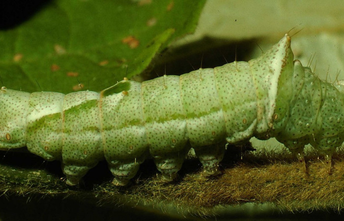 Fig. 5. Larva de <i>Ianassa</i> JanzenDHJ02 (Notodontidad), alimentándose de <i>Croton  yucatanensis</i> (Euphorbiacea). Voucher: 94-SRNP-5034-DHJ26276.