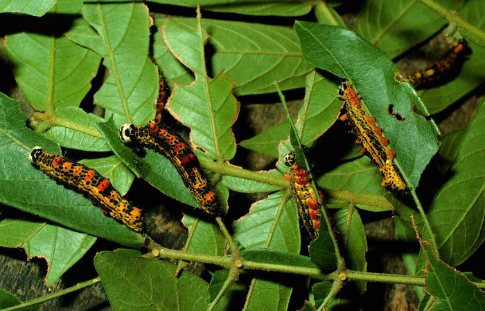 Fig. 18. Larva  de <i>Ianassa</i> druceiDHJ04 (Notodontidad), compitiendo por su alimentación alimentándose de <i>Inga vera</i> (Fabaceae). Voucher: 95-SRPN-4984-DHJ23692.