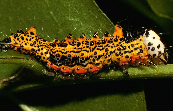 Fig. 16. Larva  de <i>Ianassa</i> druceiDHJ04 (Notodontidad), mostrando una coloración muy apropiada que le permite de advertencia ya que estos colores son interpretados por la naturaleza como venenosos. Voucher: 98-SRPN-4671-DHJ45290.