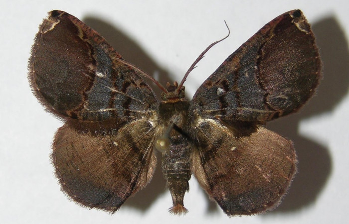 Fig 12. Adulto <i>Perissopteryx commendata</i>, el tamaño es de 31 mm en alas abiertas (macho).
Voucher 05-SRNP-33244-DHJ330402.