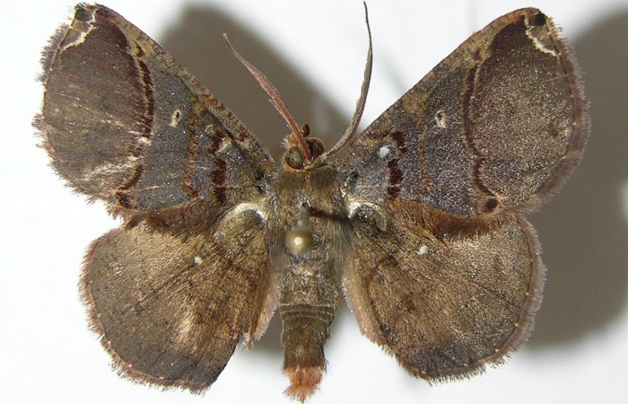 Fig 13. Adulto <i>Perissopteryx commendata</i>, el tamaño es de 29 mm en alas abiertas, vista dorsal. 
Voucher 06-SRNP-31437-DHJ344466