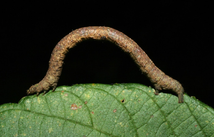 Fig 1. Larva <i>Perissopteryx commendata</i>, último estadio, 37 mm de largo.
Voucher 06-SRNP-31437-DHJ412609.jpg