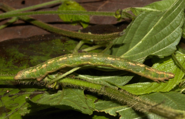Fig 4. Larva [i\Perissopteryx commendata</i>, dorsal entero, último estadio, 56 mm de largo.
Voucher 19-SRNP-30431-DHJ749923.jpg