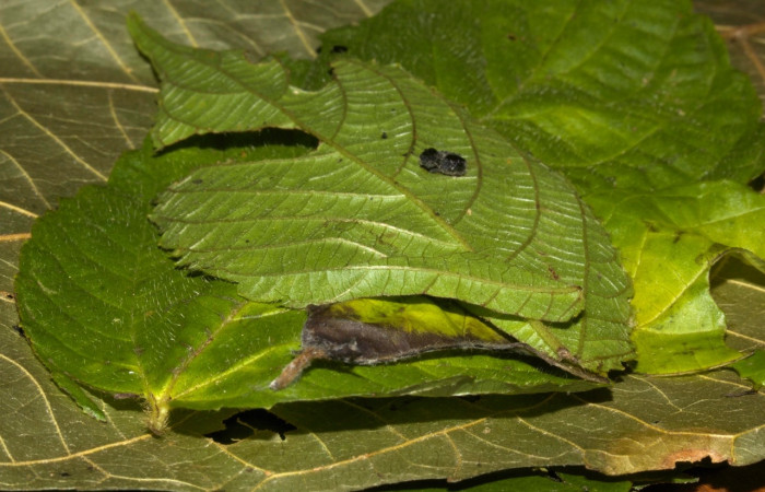 Fig 8. Capullo dentro de hoja de larva <i>Perissopteryx commendata</i>, Sector Pitilla.
Voucher 19-SRNP-30450-DHJ764181.jpg