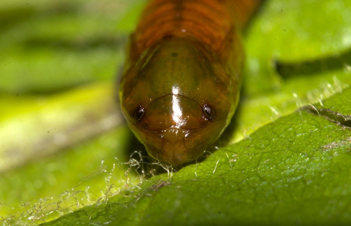 Fig 10. Pupa de larva <i>Perissopteryx commendata</i>, vista de frente, último estadio, 15 mm de largo. Sector Pitilla.
Voucher 19-SRNP-30450-DHJ764186.jpg
