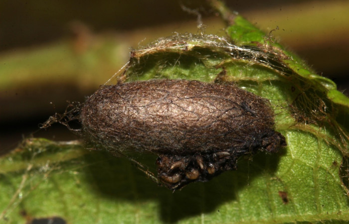 Fig 17. Capullo de la familia Ichneumonidae, parásito en larva, <i>Perissopteryx commendata</i>, penúltimo estadio, 11mm de largo.
Voucher 20-SRNP-31749-DHJ778111.jpg