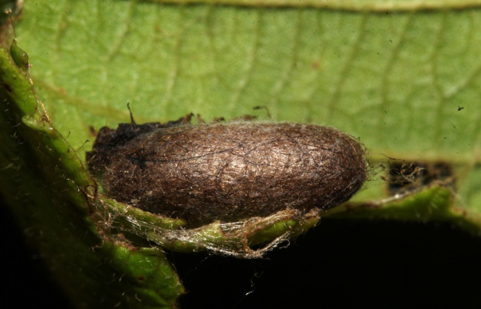 Fig 18. Capullo de la familia Ichneumonidae, parásito en larva,<i> Perissopteryx commendata</i>, penúltimo estadio, 11mm de largo. 
Voucher 20-SRNP-31749-DHJ778112.jpg