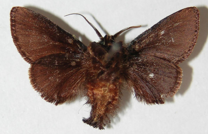 Figura 11.  Adulto de <i>Euclea mesoamericana</i> (macho), vista ventral. (02-SRNP-23346-DHJ520545).