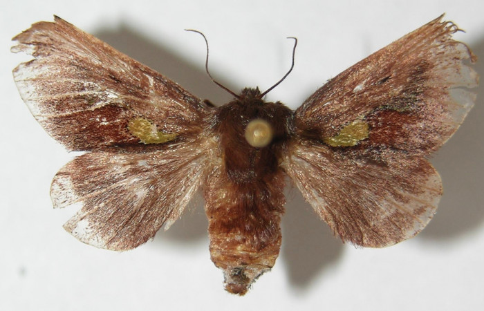 Figura 8.  Adulto de <i>Euclea mesoamericana</i> (hembra), vista dorsal. (02-SRNP-8637-DHJ520534).