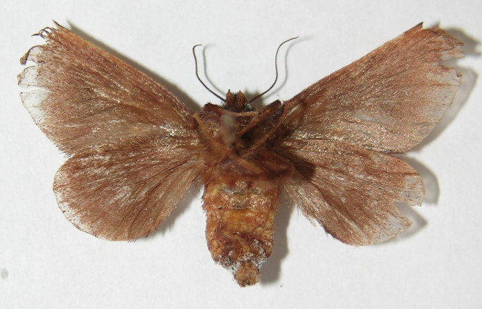 Figura 9.  Adulto de <i>Euclea mesoamericana</i> (hembra), vista ventral. (02-SRNP-8637-DHJ520535).