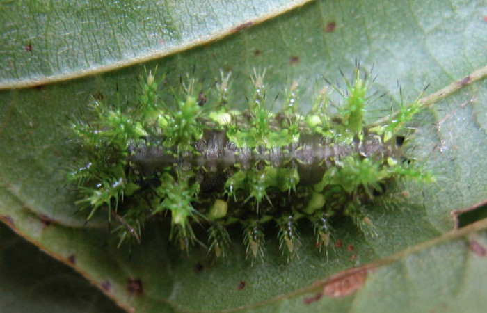 Figura 3.  Larva de <i>Euclea mesoamericana</i> vista dorsal en tercer estadío. Voucher: 03-SRNP-20049-DHJ90505)