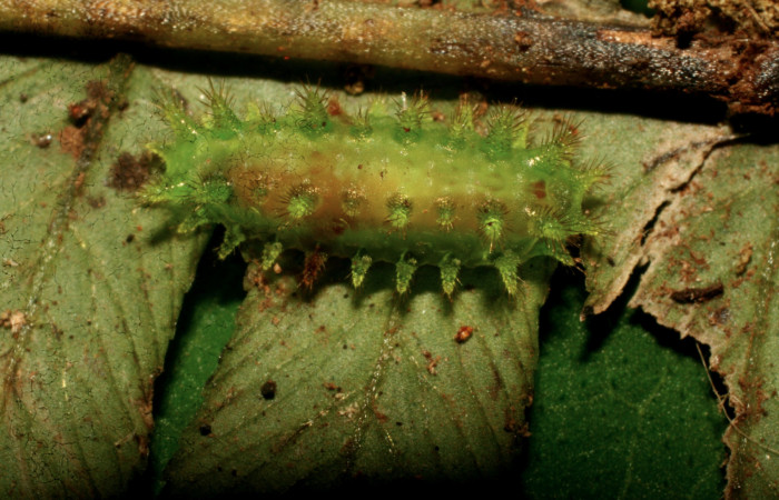 Figura13 Detalle de parásito, <i>Triraphis</i> Janzen08
dentro de la cutícula de la larva </i>Euclea
mesoamericana<i> Voucher: (10-SRNP-30444-DHJ467487)