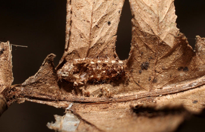 Figura12 Detalle de exuvia de parásito <i>Triraphis</i>
Janzen08, de la familia Braconidae, parásito de larva
<i>Euclea mesoamericana</i> Voucher: (10-SRNP-30444-DHJ498117)