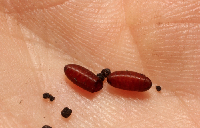 Figura 14. Detalle de exuvia de parásito
<i>Itaplectops argentifrons</i> de la familia
Tachinidae, que atacan larva de </i>Euclea
mesoamericana<i> (11-SRNP-32160-DHJ803930)