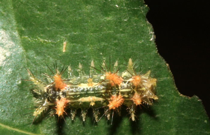 Figura 5. Larva de <i>Euclea</i> mesoamericanaDHJ03 vista dorsal en
penúltimo estadío. Voucher: 12-SRNP-43259-DHJ707134).