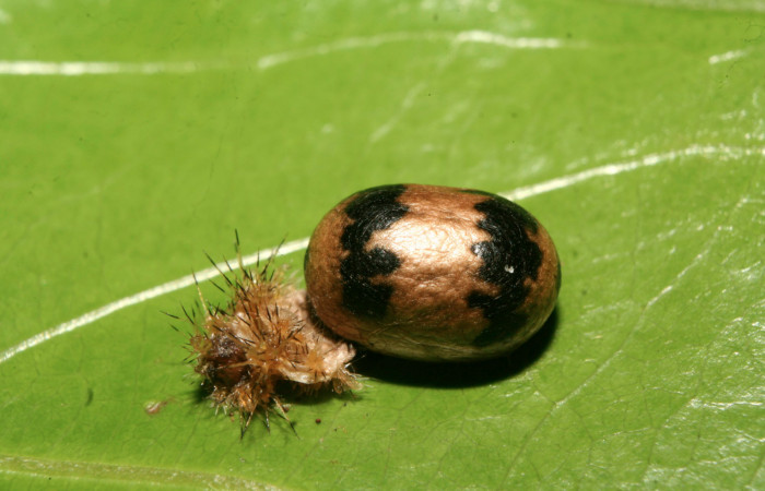 Figura15. Capullo de parásito <i>Casinaria macerata</i>
de la familia Ichneumonidae, que ataca larva <i>Euclea
mesoamericana<i>Voucher: (14-SRNP-70777-
DHJ722631)