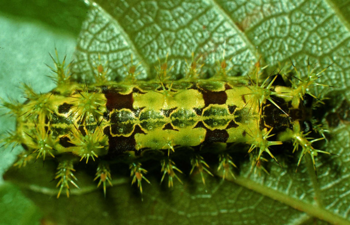 Figura 6. Larva de <i>Euclea</i> mesoamericanaDHJ04 vista dorsal en
penúltimo estadío. Voucher: 97-SRNP-964-DHJ40635).