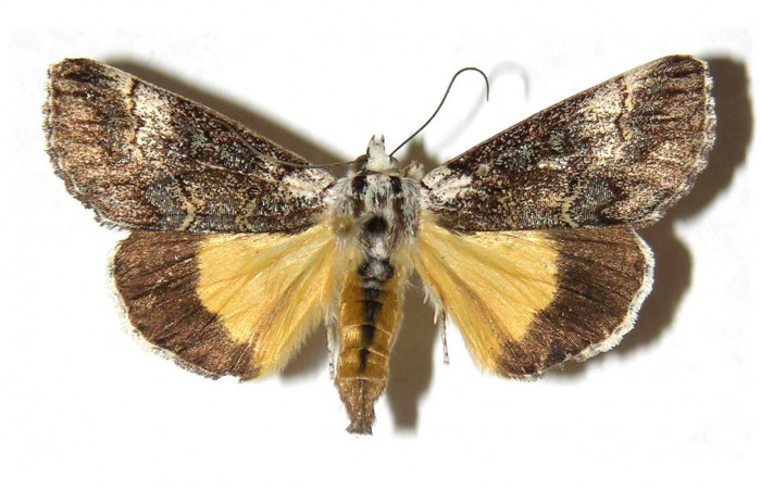 Figura. 13 Adulto <i>Neotuerta sabulosa</i> (Noctuidae), posición vista dorsal. (01-SRNP-12782-DHJ313750).