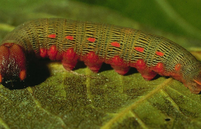 Figura. 14 Larva <i>Cephise aelius</i> (Noctuidae), posición lateral entero alimentándose en <i>Combretum farinosum</i>, (Combretaceae). (93-SRNP-8655-DHJ26499.jpg).