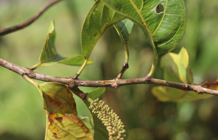 Figura. 3 Posición de hojas  <i>Combretum farinosum</i>, (Combretaceae). Area de Conservación Guanacaste. Sector  Santa Rosa. Sendero Casetilla. (elevación 250 metros), colectada el 11 febrero 2022. Foto. Jorge Hernández. 
