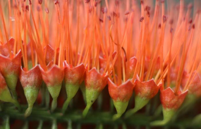 Figura. 8 Flores laterales  <i>Combretum farinosum</i>, (Combretaceae). Area de Conservación Guanacaste. Sector  Santa Rosa. Sendero Casetilla. (elevación 250 metros), colectada el 11 febrero 2022. Foto. Jorge Hernández. 