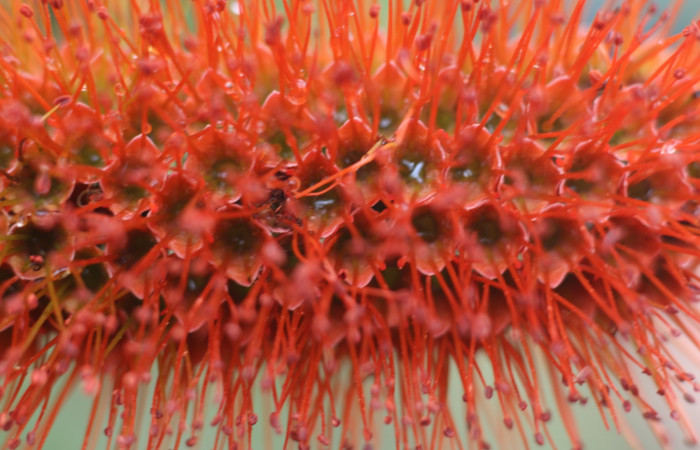 Figura. 9 Flores de frente <i>Combretum farinosum</i>, (Combretaceae). Area de Conservación Guanacaste. Sector  Santa Rosa. Sendero Casetilla. (elevación 250 metros), colectada el 11 febrero 2022. Foto. Jorge Hernández. 