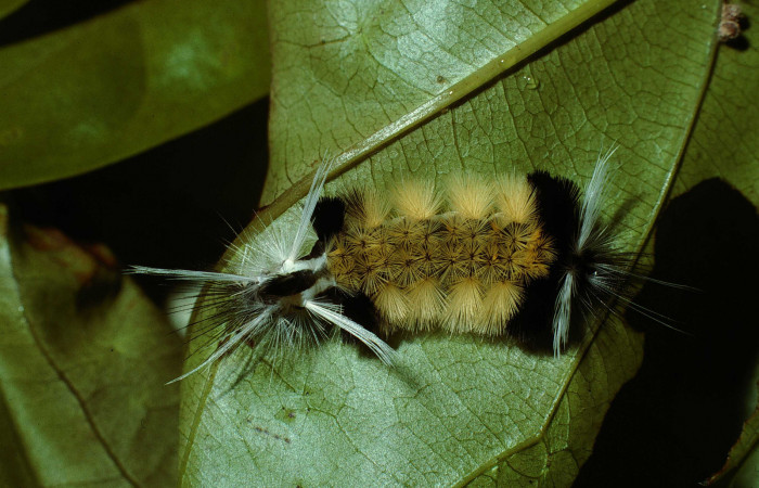 Figura 1. <i>Baritius maribellealvarezae</i> familia (Erebidae). En posición dorsal. Voucher 02-SRNP-18037-DHJ68424.