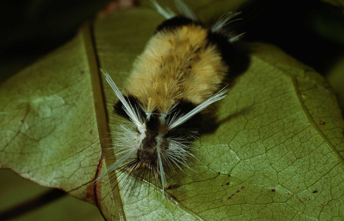 Figura 2. <i>Baritius maribellealvarezae</i> familia (Erebidae). En posición frontal. Voucher 02-SRNP-18037-DHJ68426.