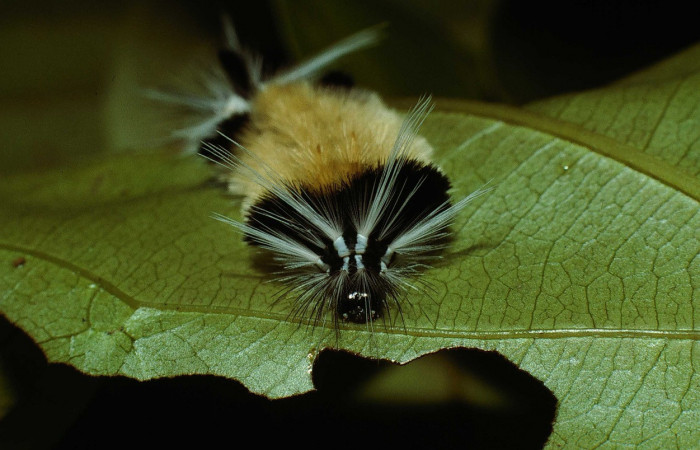 Figura 4. <i>Baritius maribellealvarezae</i> familia (Erebidae). En posición frontal. Voucher 02-SRNP-18037-DHJ68433.