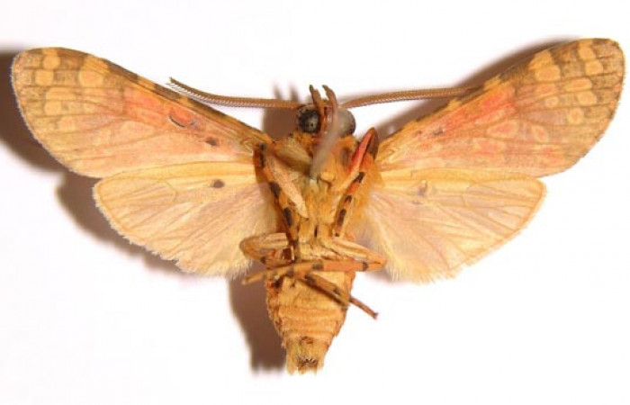 Figura 14.Adulto <i>Baritius maribellealvarezae</i> en posición ventral. 02-SRNP-18037-DHJ94069.