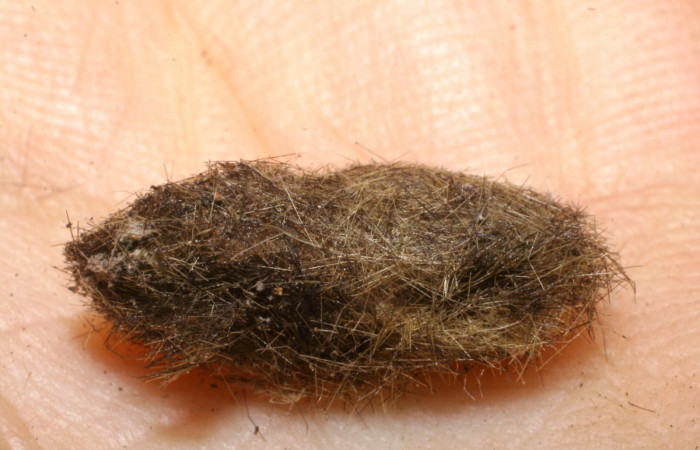 Figura 10. Pupario de <i>Carcelia</i> flavirostrisDHJ07 familia (Tachinidae), paråsito en <i>Baritius maribellealvarezae</i>. 07-SRNP-33344-DHJ448607.