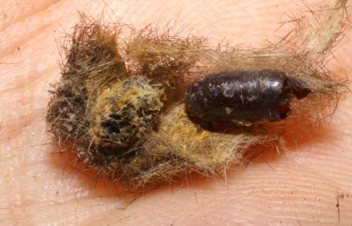 Figura 12. Pupario de <i>Carcelia</i> flavirostrisDHJ07 familia (Tachinidae), parásito en larva <i>Baritius maribellealvarezae</i>. Voucher 07-SRNP-33344-DHJ448608.