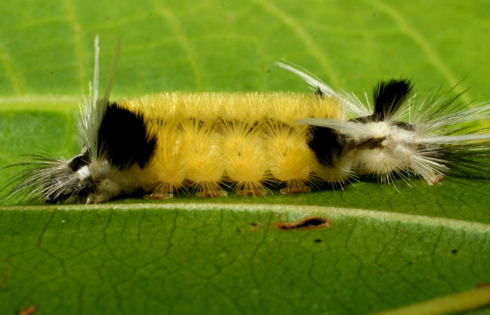Figura 7. <i>Baritius maribellealvarezae</i> familia (Erebidae). En posición lateral. Voucher 08-SRNP-32155-DHJ445817.