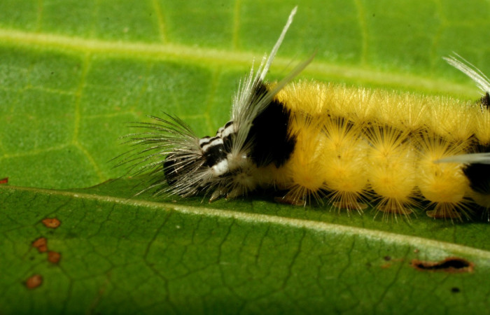 Figura 8. <i>Baritius maribellealvarezae</i> familia (Erebidae). En posición lateral de la cabeza Voucher 08-SRNP-32155-DHJ445818.