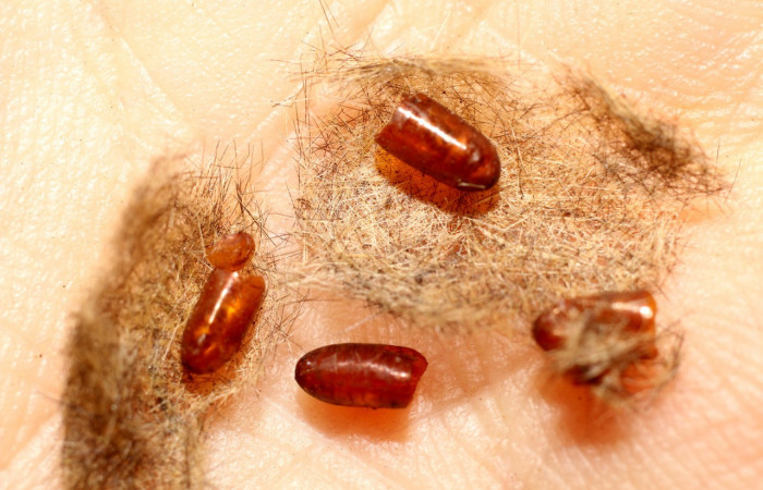 Figura 13.  Pupario de <i>Carcelia</i> flavirostrisDHJ07 familia (Tachinidae), parásito en larva <i>Baritius maribellealvarezae</i>. Voucher11-SRNP-65427-DHJ498507.