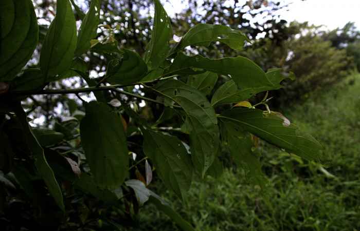Figura 16. de <i>Nectandra hihua</i> familia (Lauraceae) donde se alimenta la larva <i>Baritius maribellealvarezae</i> foto Pablo Umaña Calderón.