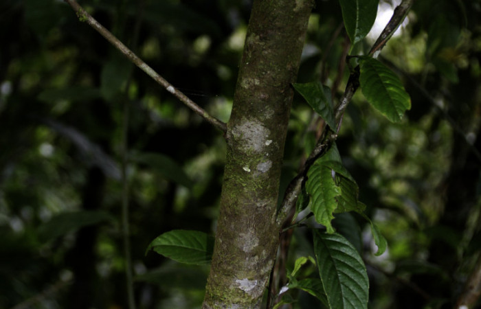 Figura 18. de <i>Nectandra hihua</i> familia (Lauraceae) donde se alimenta la larva <i>Baritius maribellealvarezae</i> foto Pablo Umaña Calderón.