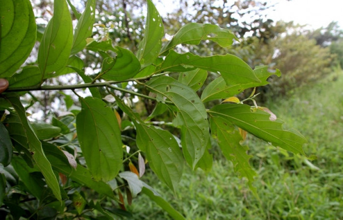 Figura 17. Planta <i>Nectandra hihua</i> familia (Lauraceae) donde se alimenta la larva <i>Baritius maribellealvarezae</i>. foto, Pablo Umaña Calderón.