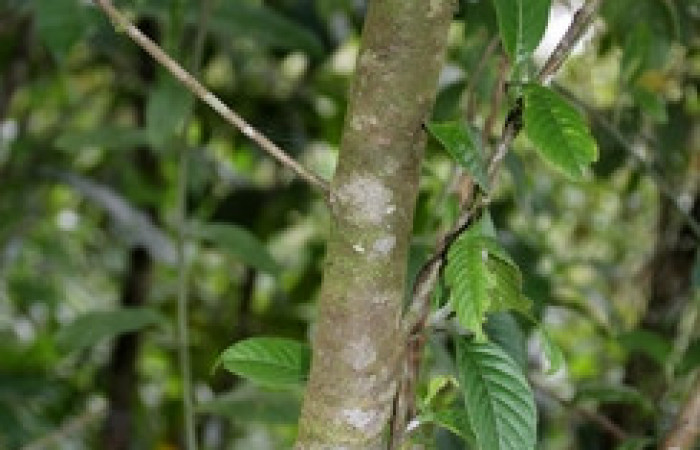 Figura 19. Planta <i>Nectandra hihua</i> familia (Lauraceae), donde se alimenta la larva <i>Baritius maribellealvarezae</i>. Foto. Pablo Umaña Calderón.
